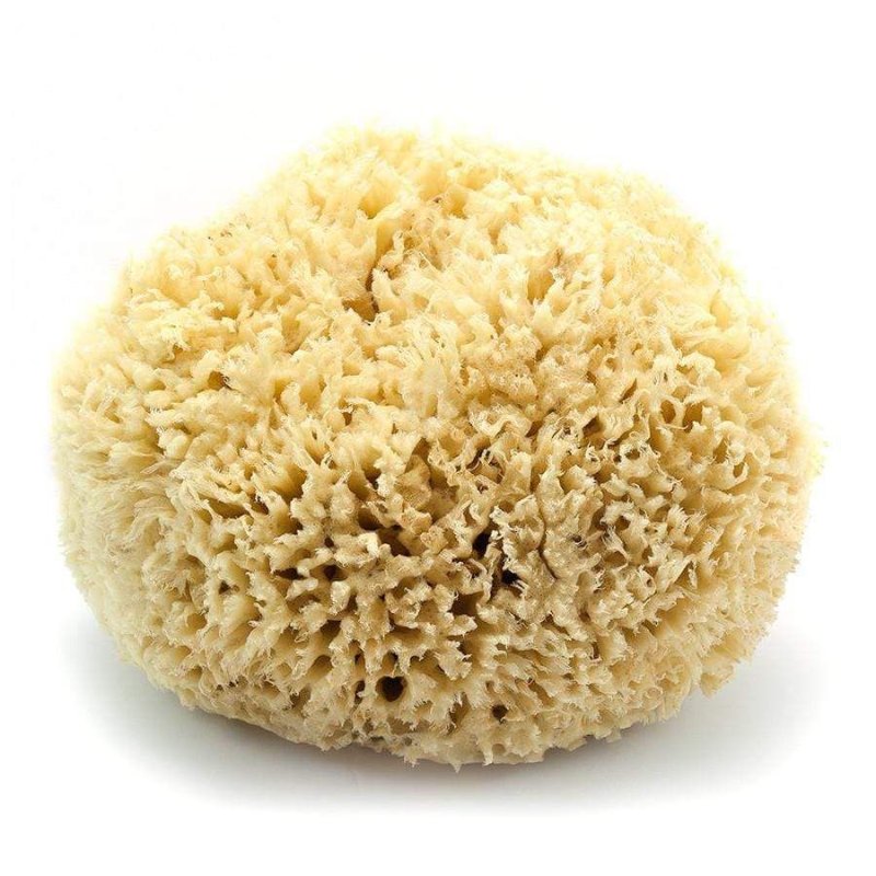 Natural Sea Sponge